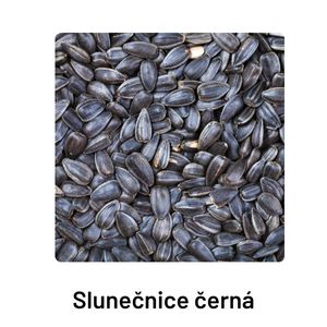 Slunečnice černá